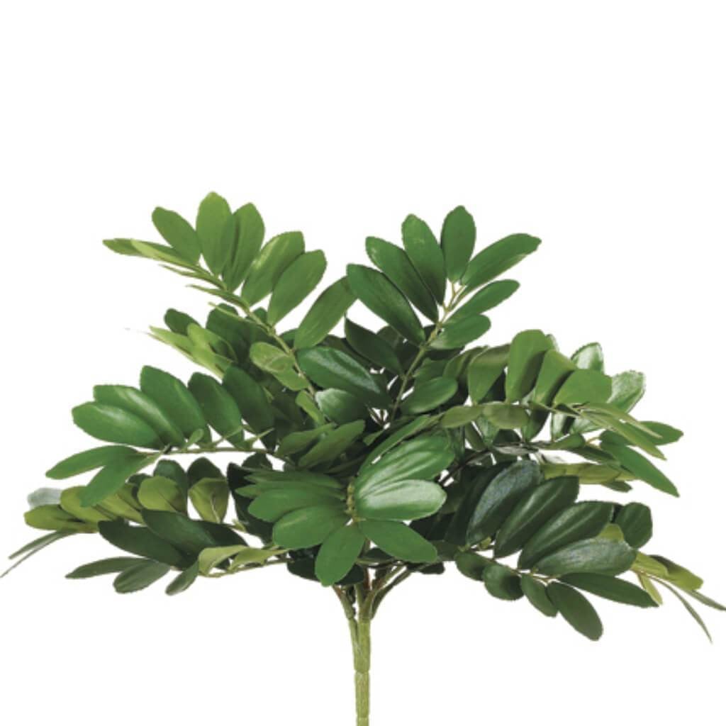 14"Zamia Bush X13 Gr 