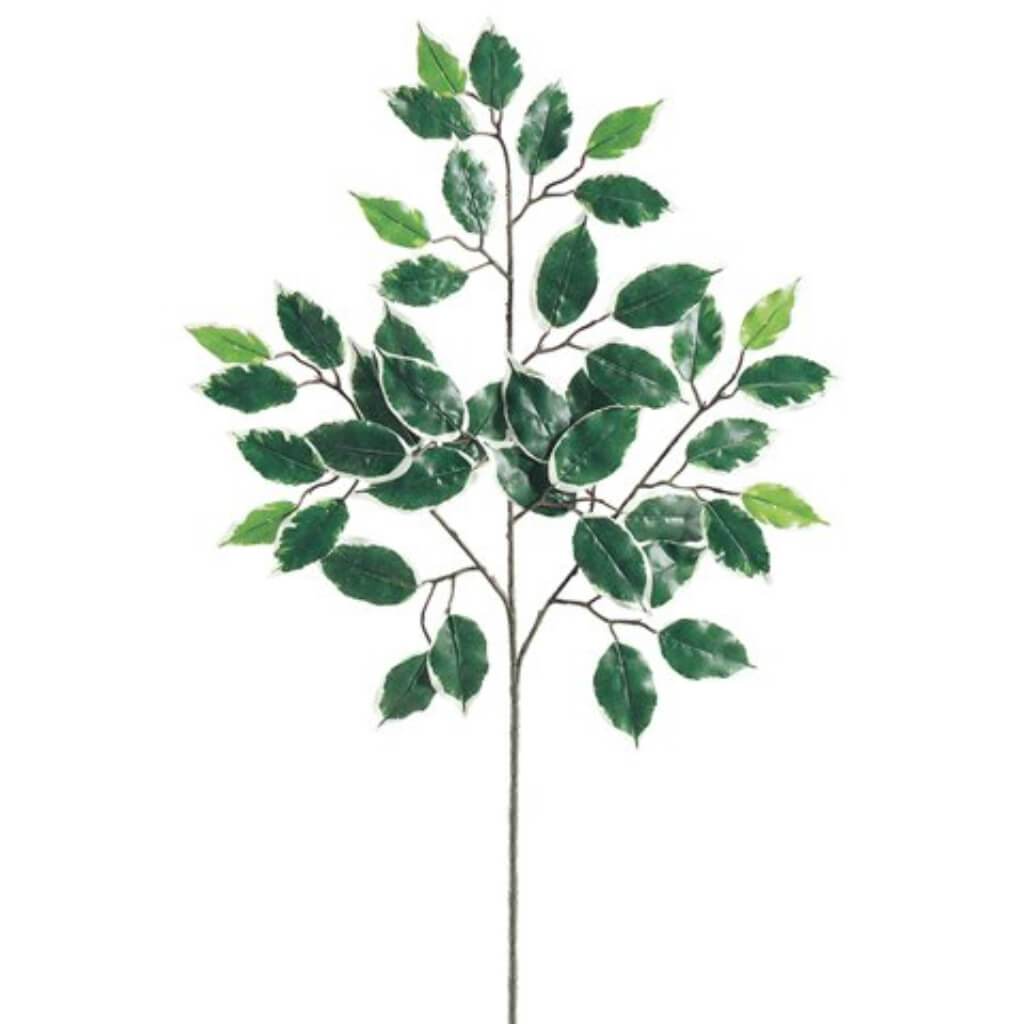 23"Dlxe Vg Ficus Spray X3 W/42 
