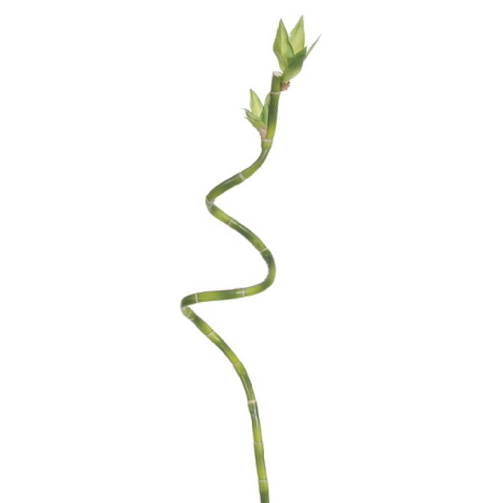 27"Curly Lucky Bamboo Sp.Gr 
