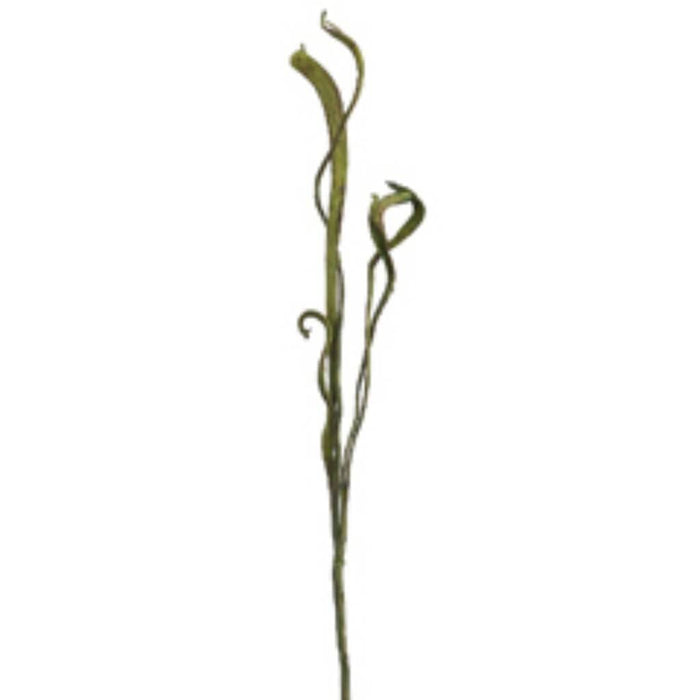 34"Staghorn Spray X2 Gr 