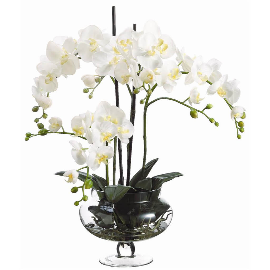 Phalaenopsis in Glass Jar Cream, 25in H x 22in W x 22in L