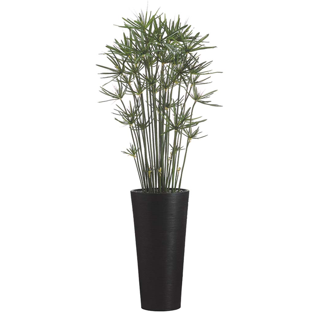 7.5'H Cypress In Bamboo T.Cntr 