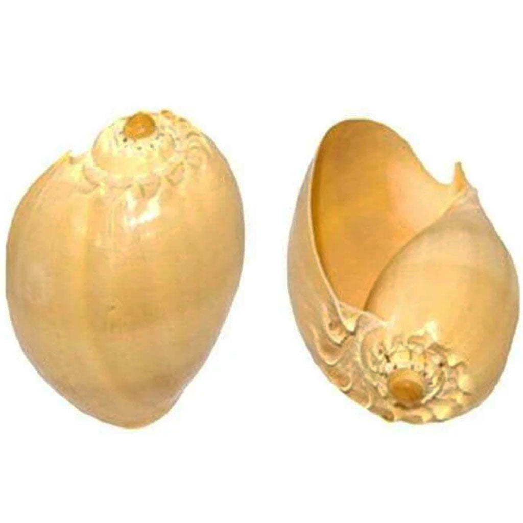 Melo Diadema Seashell 4-5In