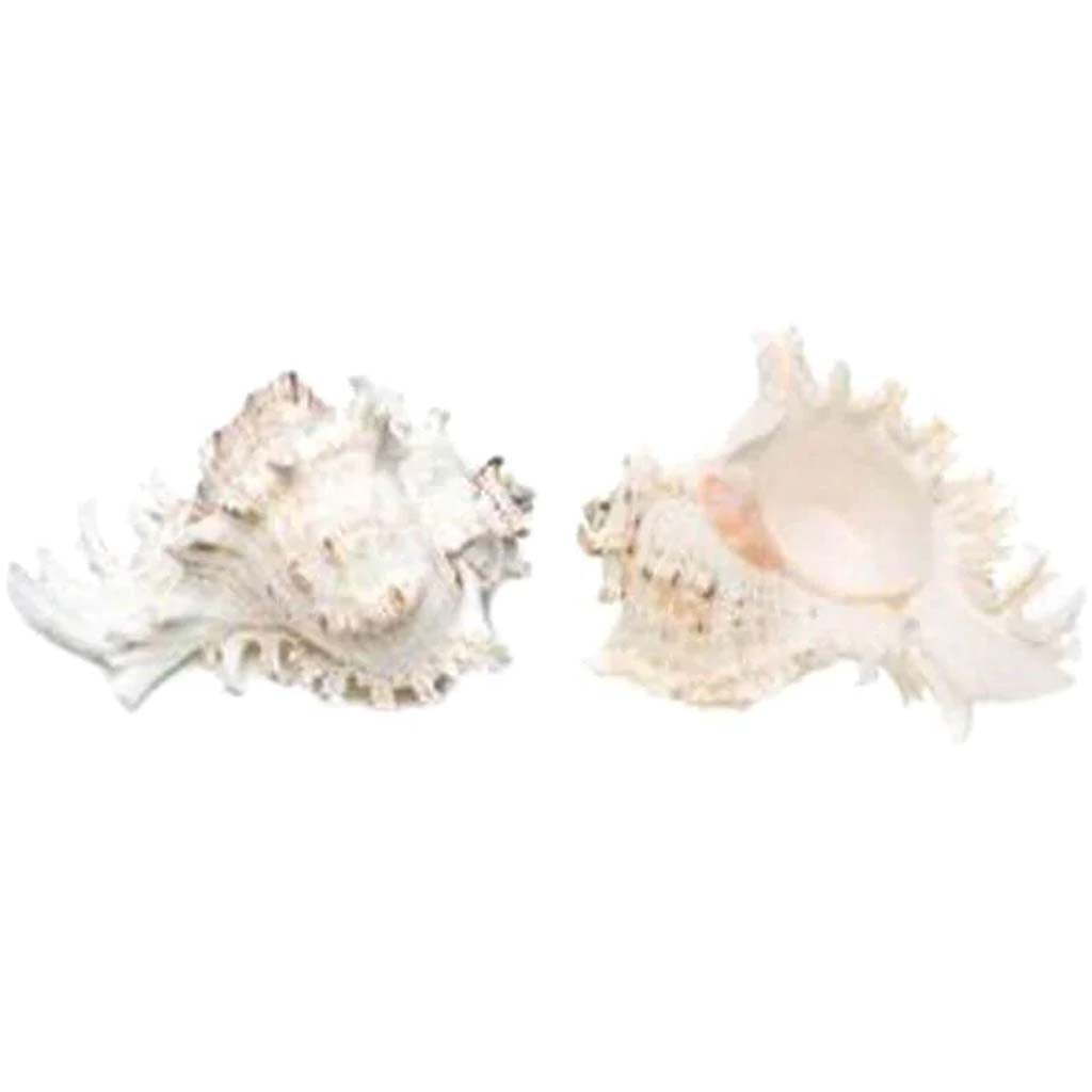 Murex Ramosus Seashell 5-6in