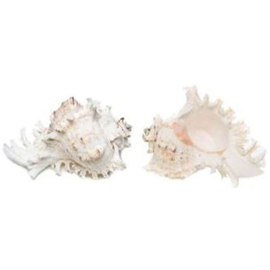 Murex Ramosus Seashell 4-5in