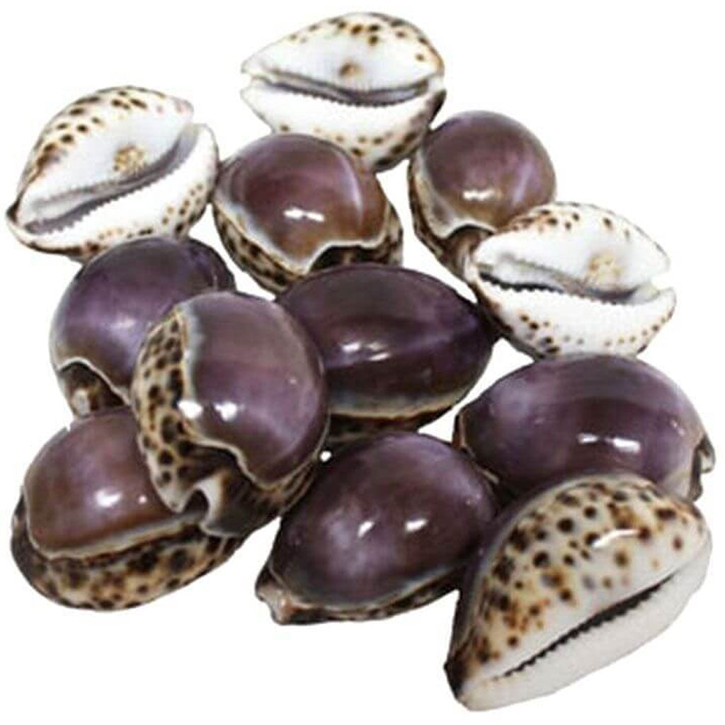 Purple Top Tiger Cowrie Seashell 3-4in