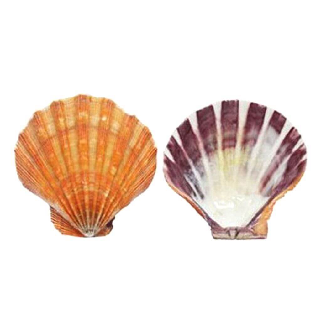 Lion's Paw Lacquered Orange 12-13cm