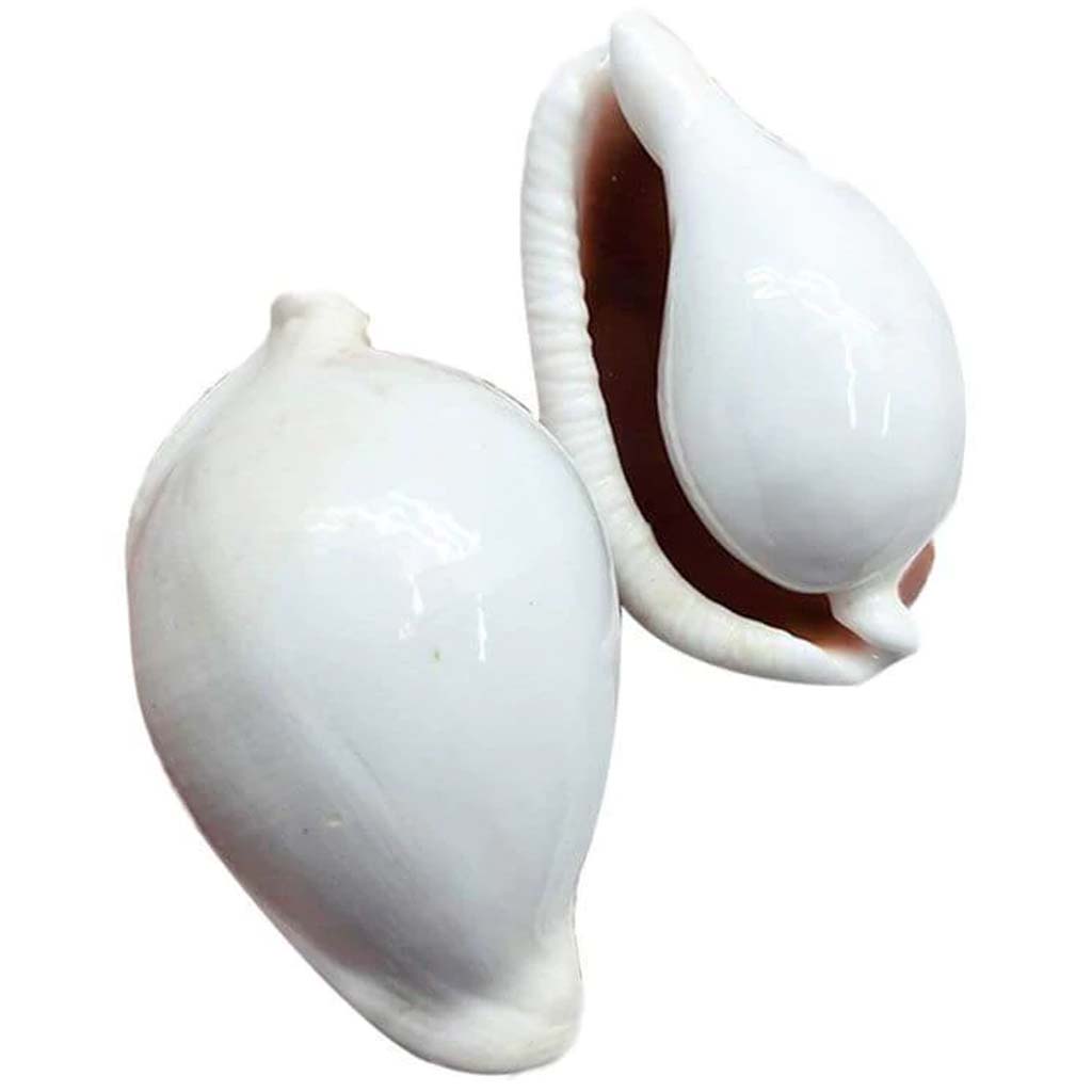 Egg Cowrie 7-8cm
