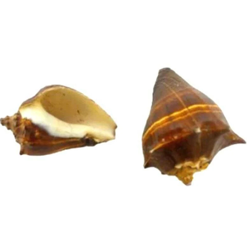 Fiber Conch Lacquered 3-4in