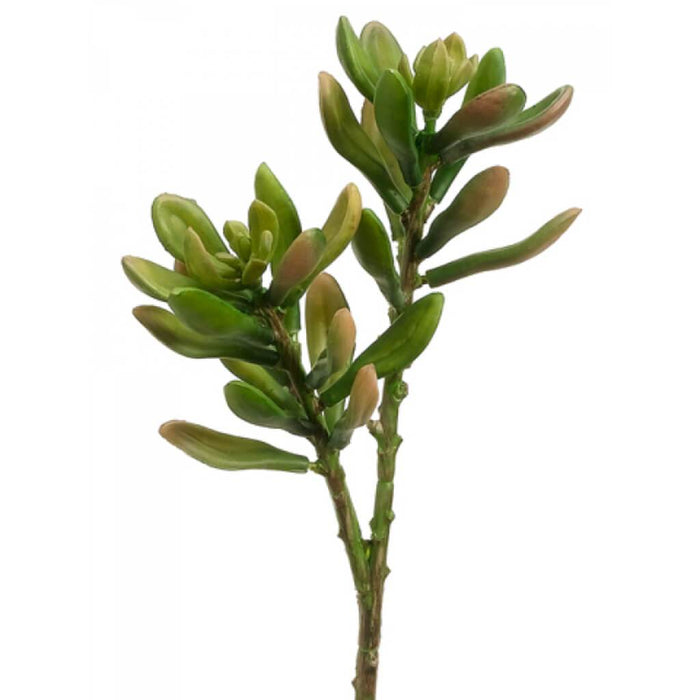 Jade Plant 8" Gr/Mv 