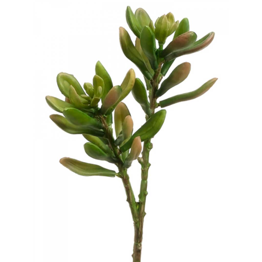 Jade Plant 8" Gr/Mv 