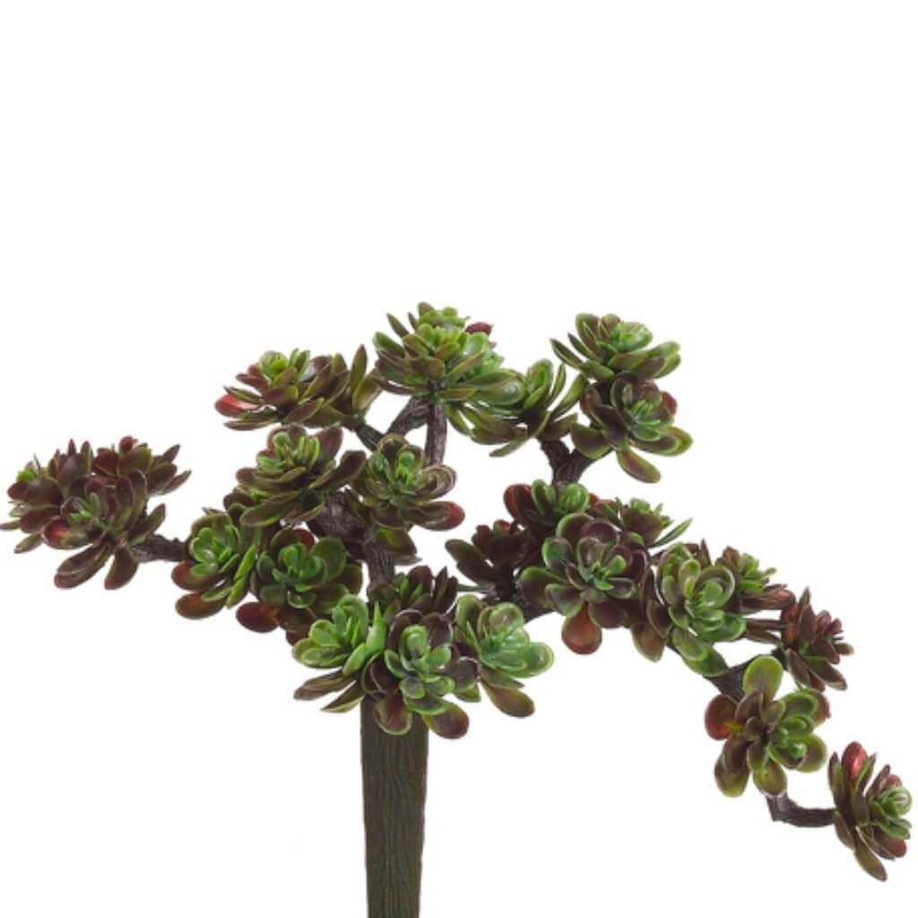 5"Sedum Pick 30L Gr/Bu 