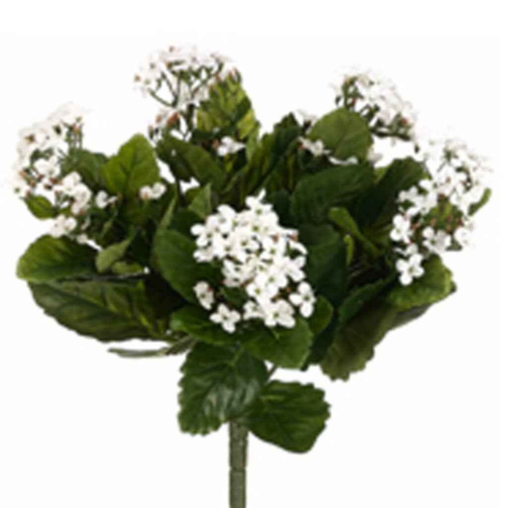 13.5"Kalanchoe Bu.X5 150F Wh 