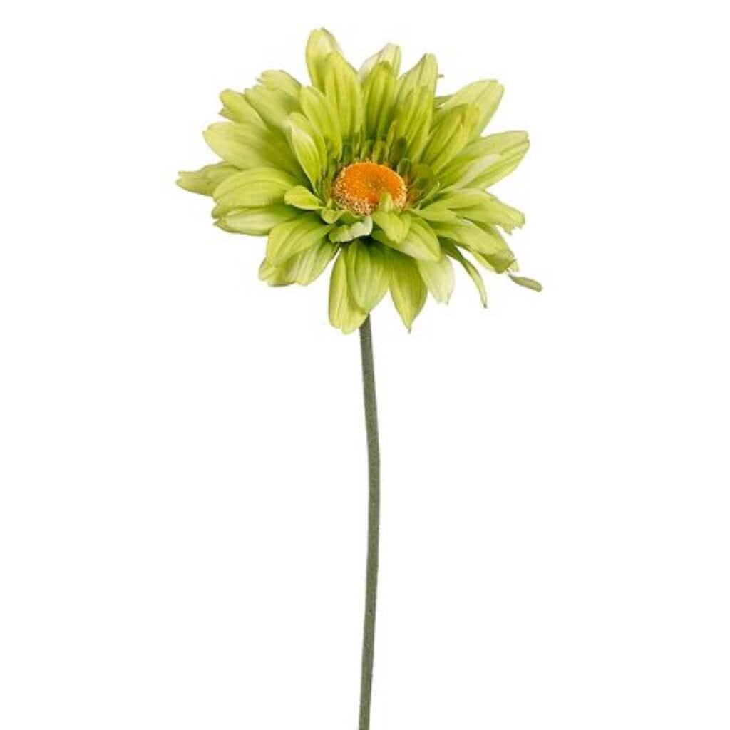 27"Gerbera Daisy Spray Gr 