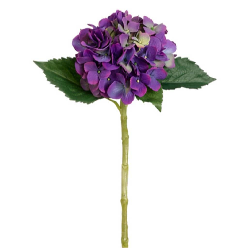 19"Lg Single Hydrangea Sp.Pugr 