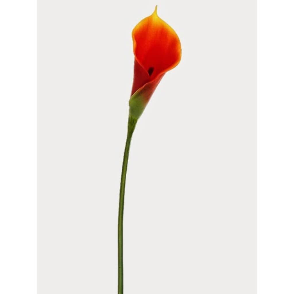 26&quot;Md Calla Lily Spray Or 