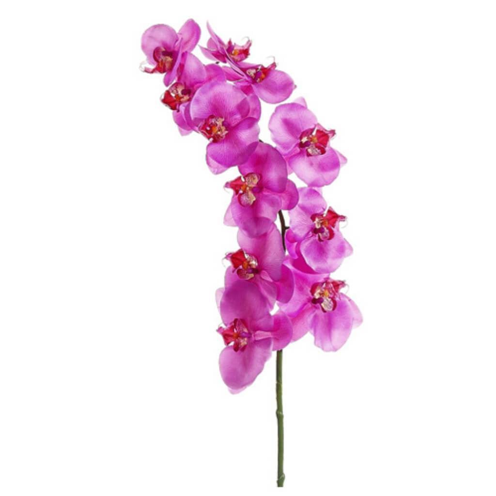 Phalaenopsis Spray Oc 40in 