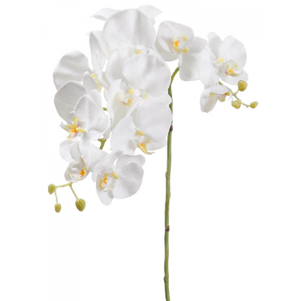 Phalaenopsis Spray Cr 34in 