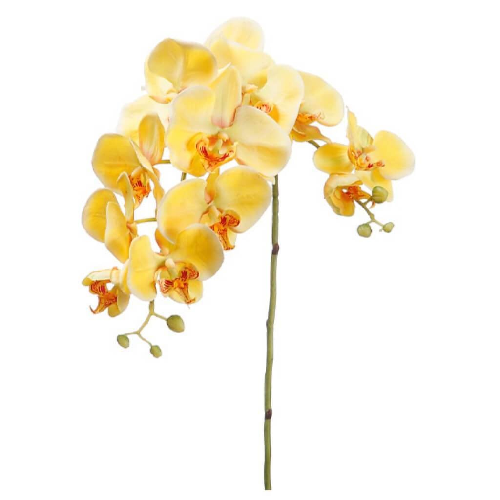 34"Phalaenopsis Spray Ye/Bu 