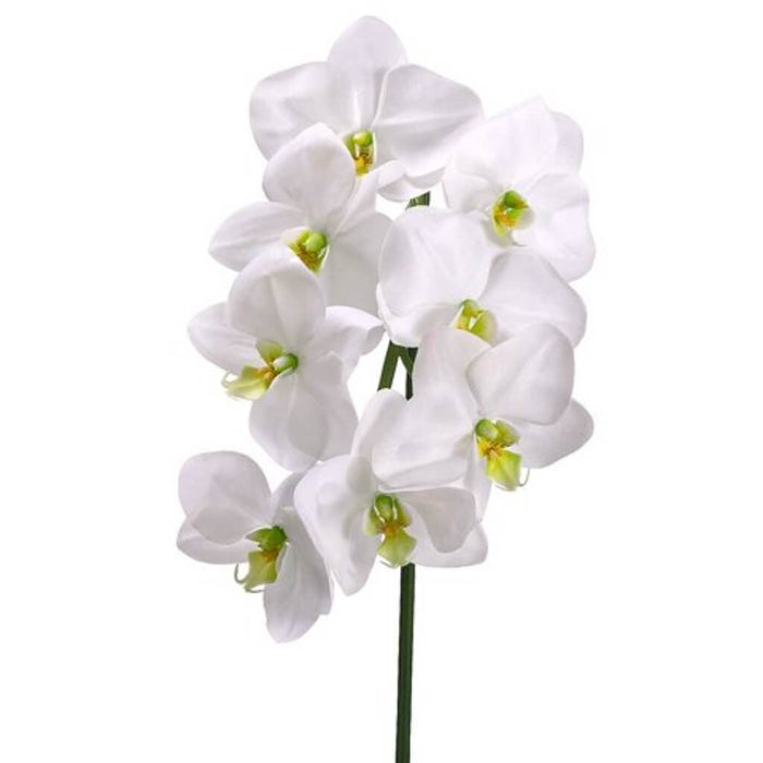 29.5"Phalaenopsis Spray Cr/Gr 