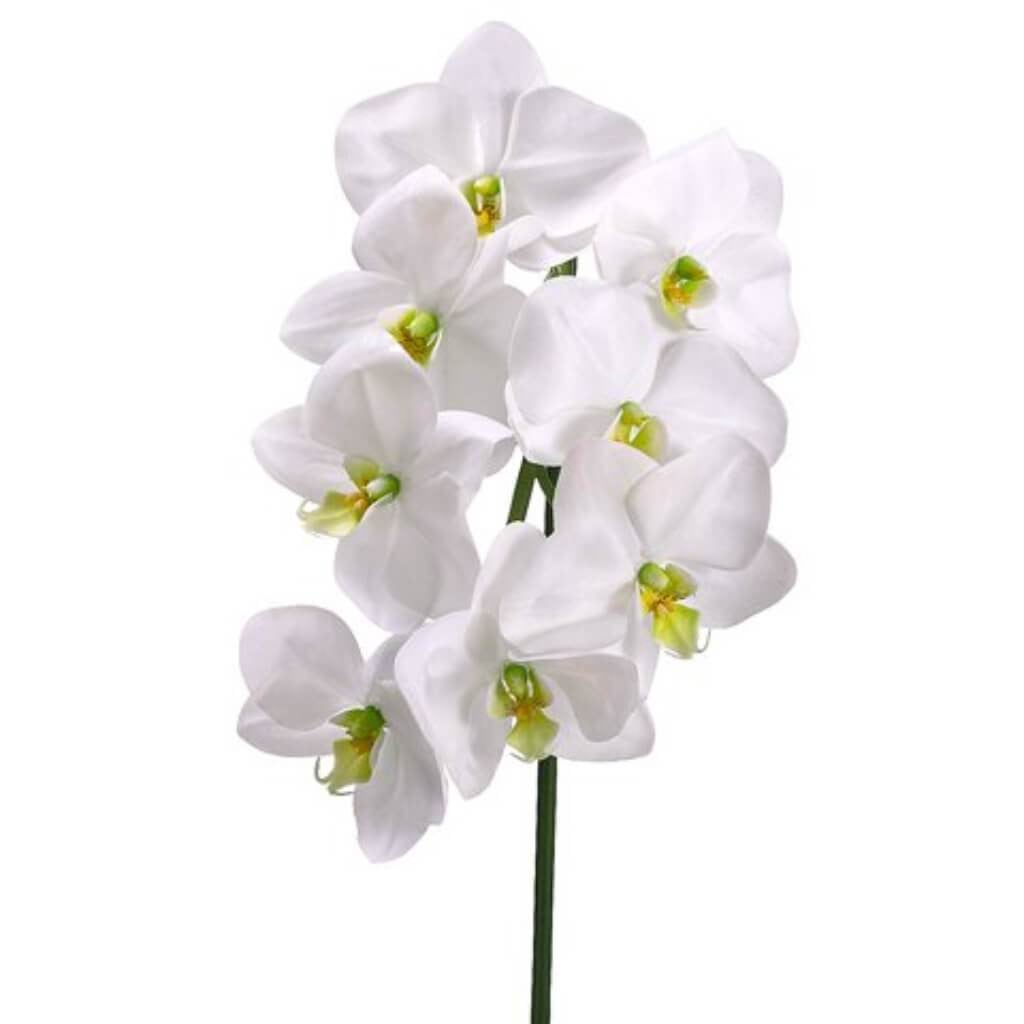 29.5"Phalaenopsis Spray Cr/Gr 