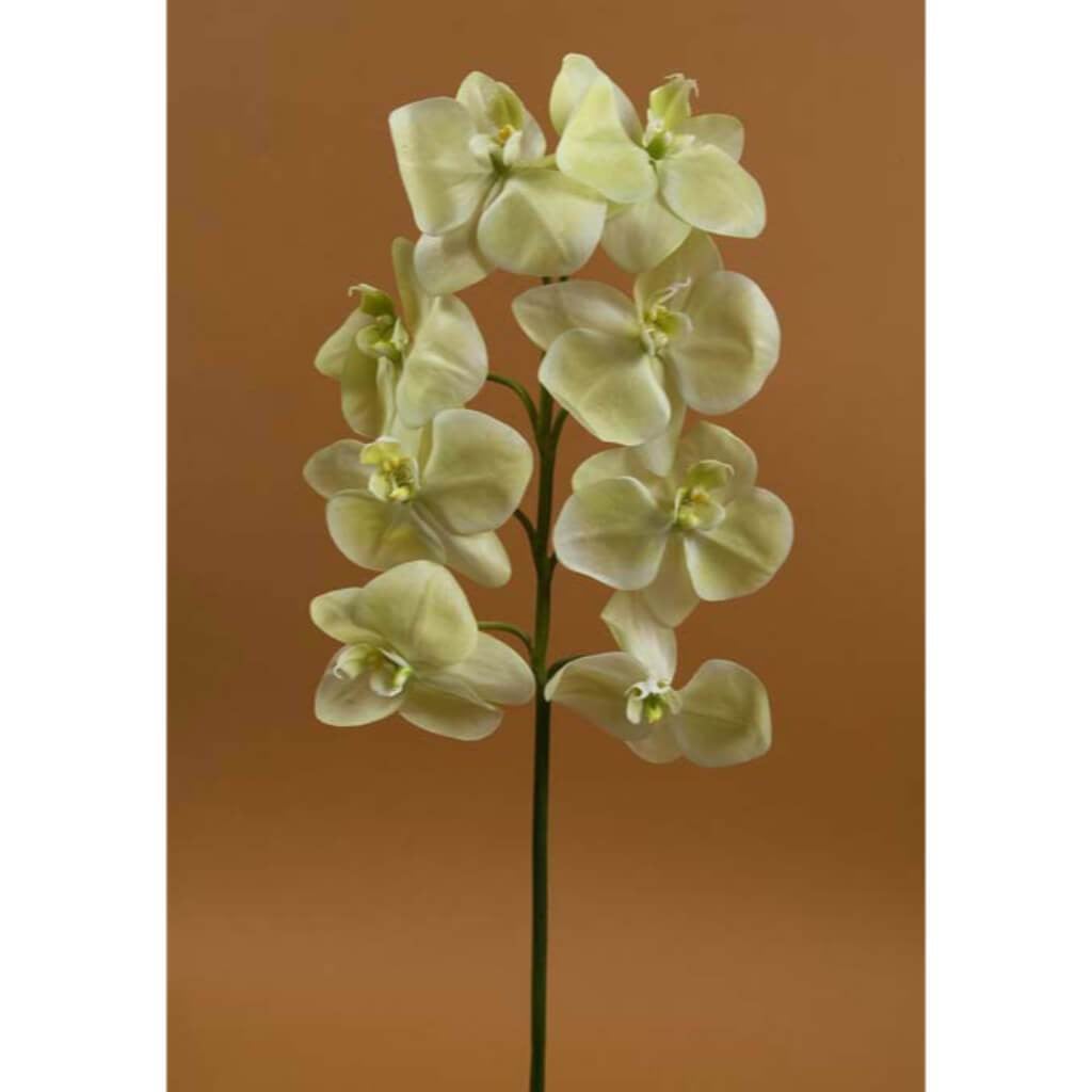 29.5"Phalaenopsis Spray Gr 