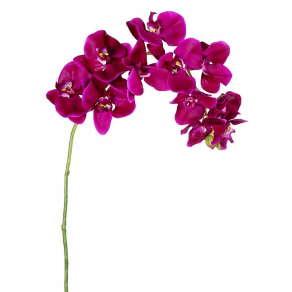 37&quot;Phalaenopsis Spray Vi 