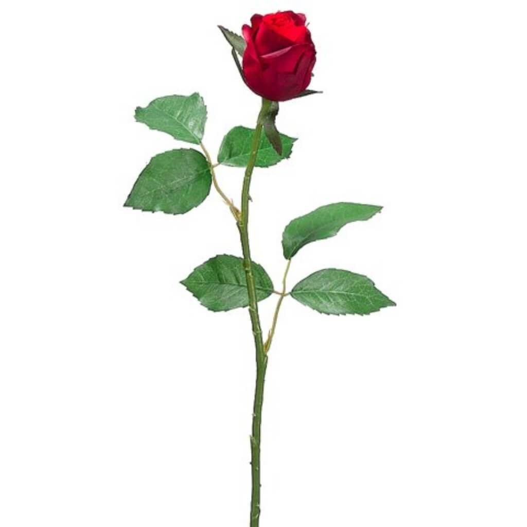 21.5&quot;Sm Cott.Rose Bud Sp.Re 