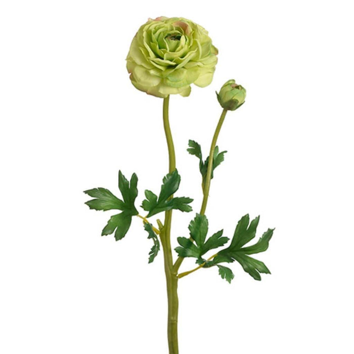 20"Ranunculus Spray W/Bud Grtt 