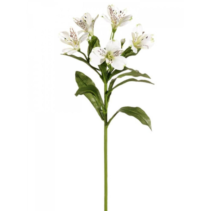 28"Alstroemeria Sp. Wh Cream 