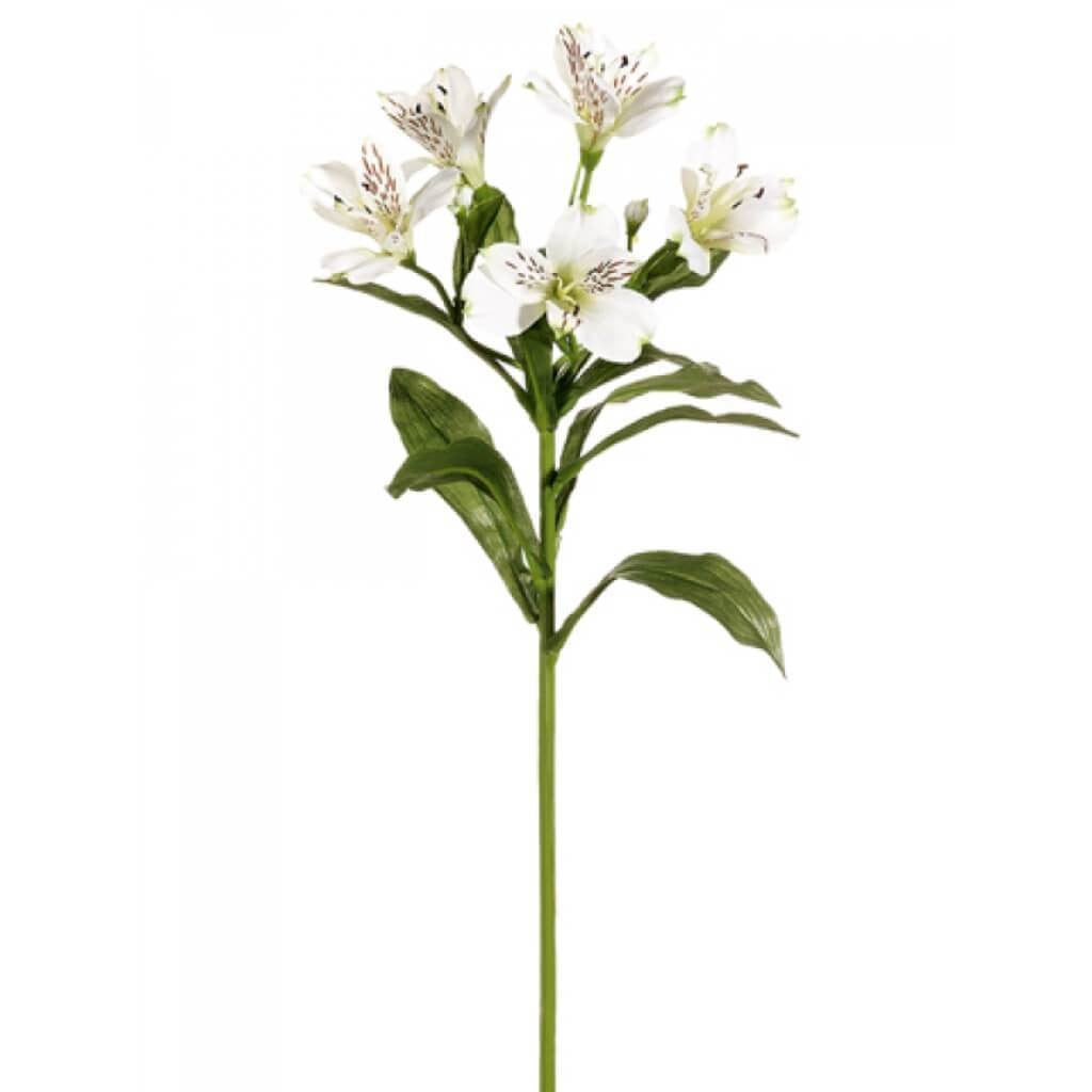 28"Alstroemeria Sp. Wh Cream 