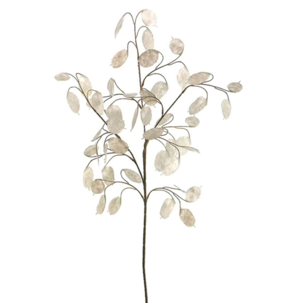 30"Silver Dollar Spray Wh 