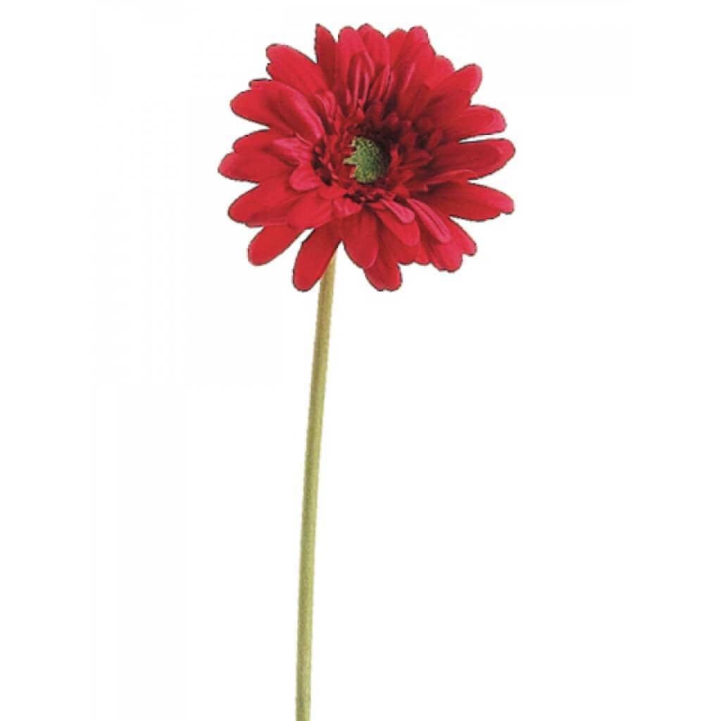 21.5"Sm Gerbera Daisy Sp.Bt 