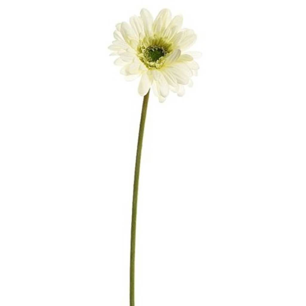 21.5"Sm Gerbera Daisy Sp.Cr 