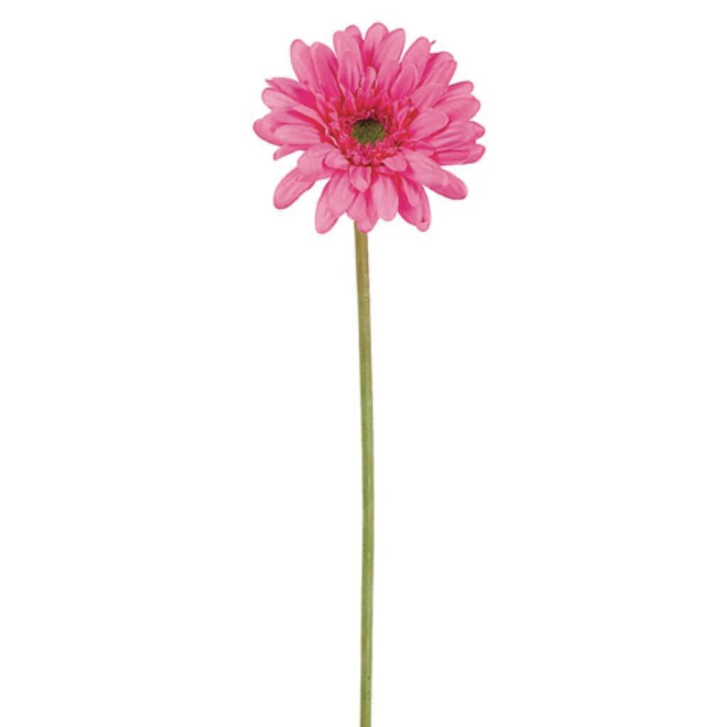 21.5"Sm Gerbera Daisy Sp.Pk/Ht 