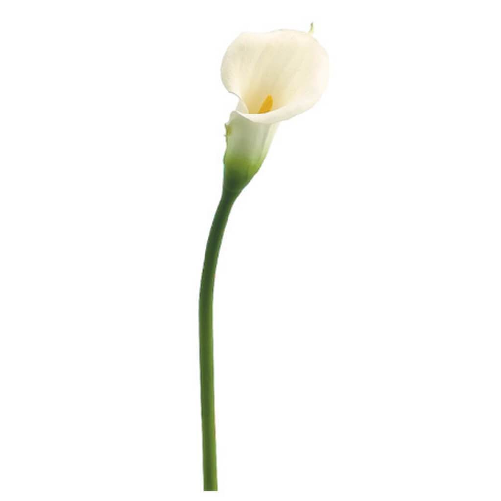 27&quot;Md Calla Lily Spray Wh 