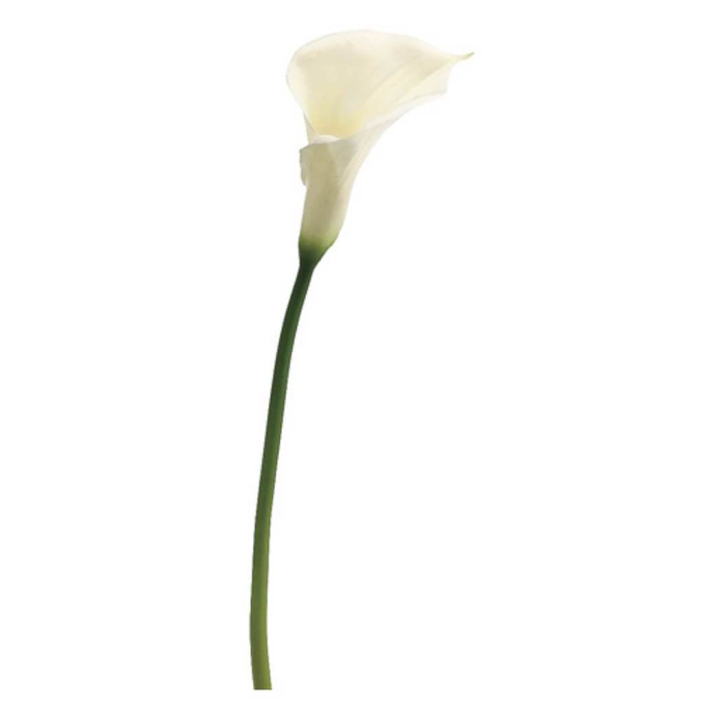 28&quot;Lg Calla Lily Spray Wh 