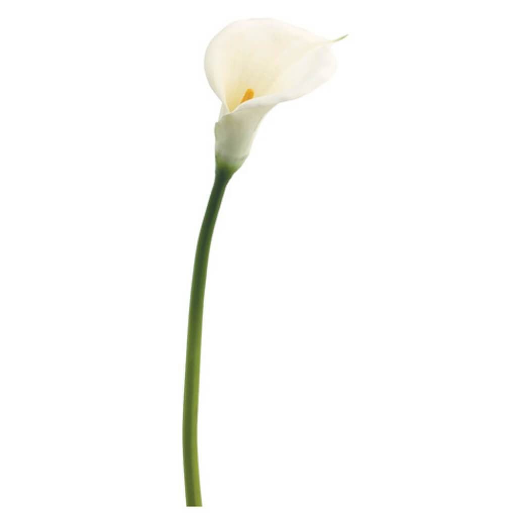 34&quot;Jumbo Calla Lily Spray Wh 