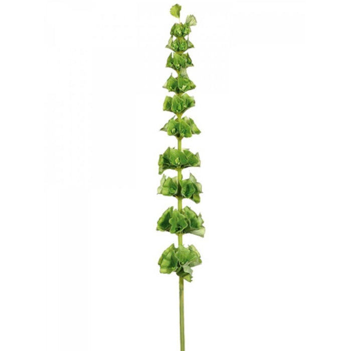 36" Bells Of Ireland Spray Gr 