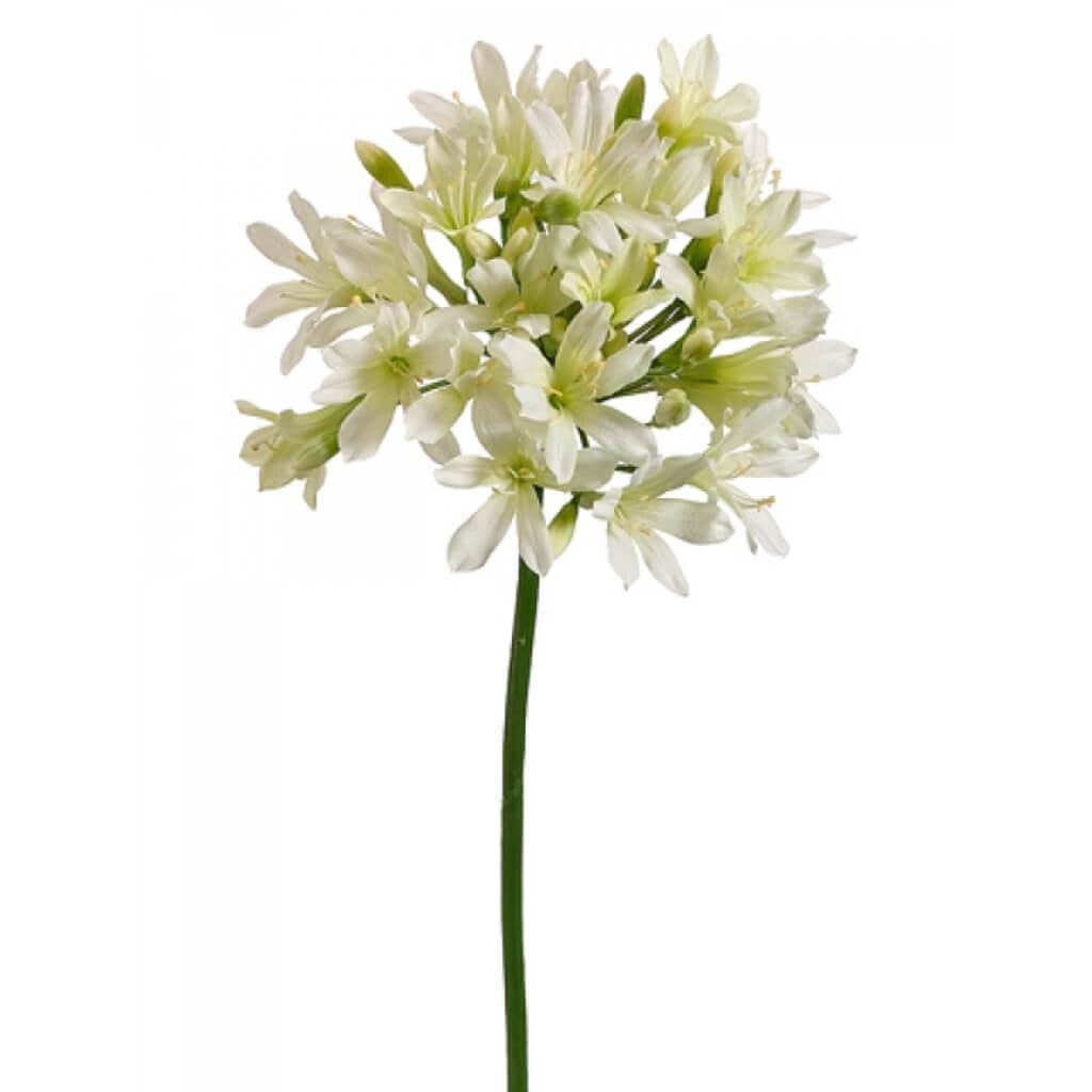 35&quot;Agapanthus Spray Cr 