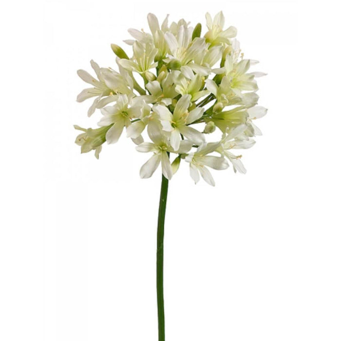 35"Agapanthus Spray Cr 