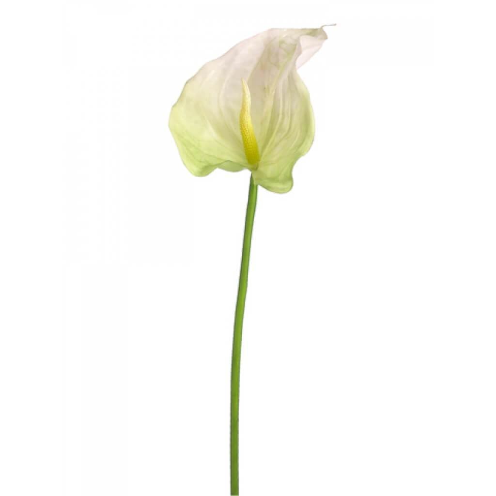 32"Obaki Anthurium Spray Cr/Gr 