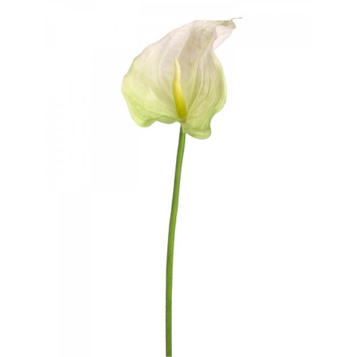 32"Obaki Anthurium Spray Cr/Gr 