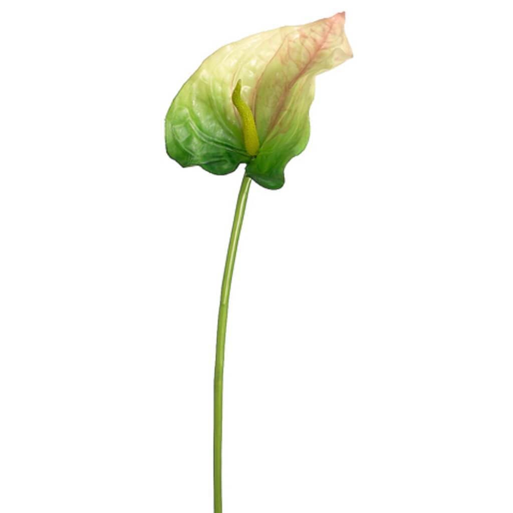 32"Obaki Anthurium Spray Gr 