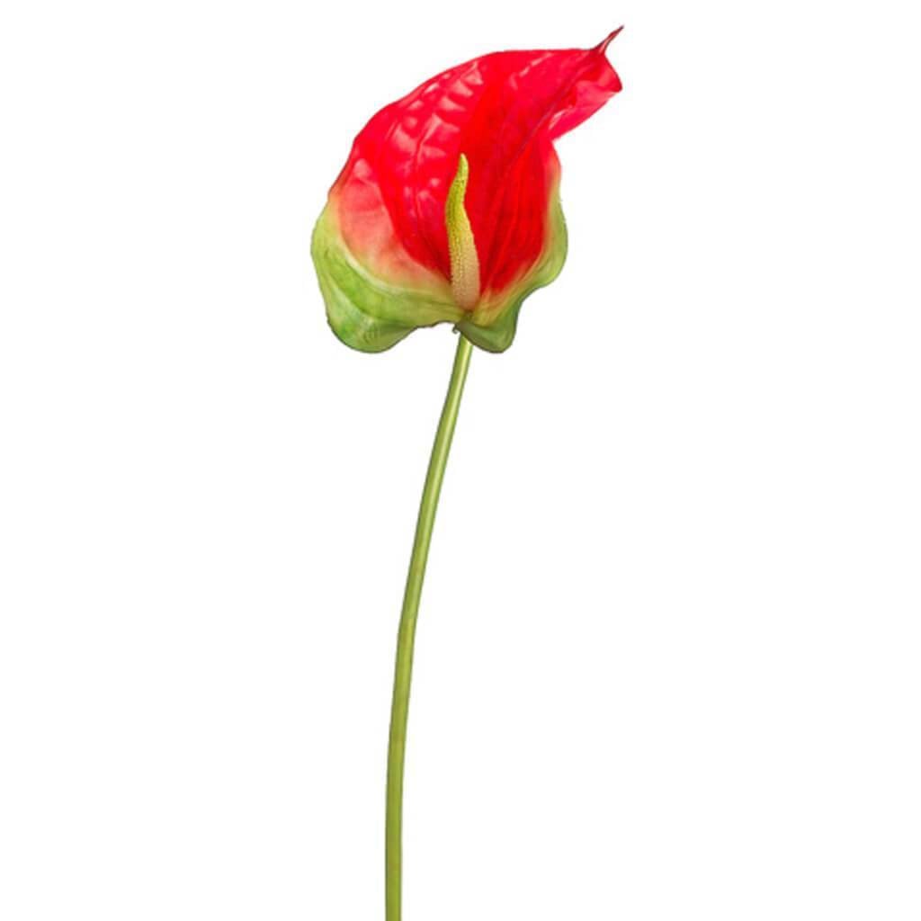 32"Obaki Anthurium Spray Re/Gr 