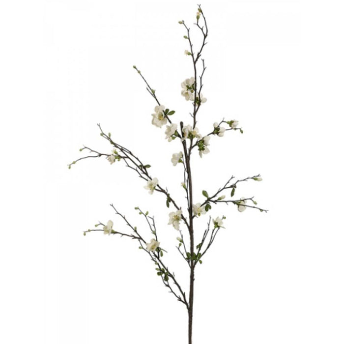 57"Quince Blossom Branch Cr 