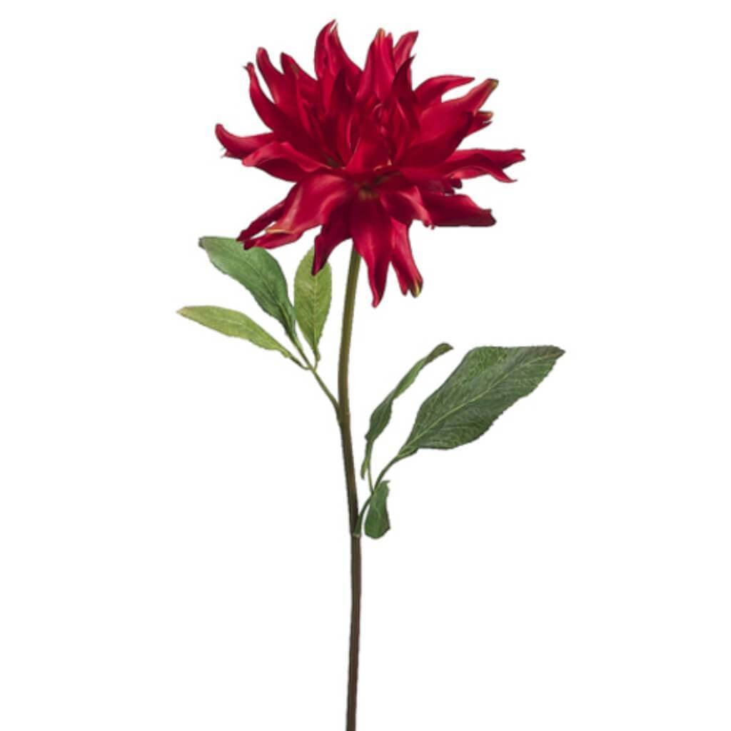 30&quot;Spider Dahlia Spray To/Re 