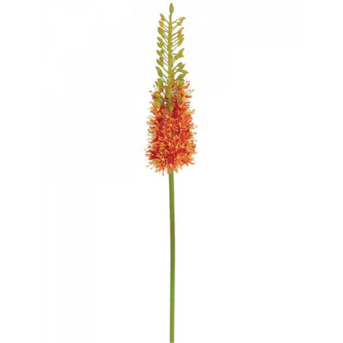 35"Eremurus Spray Or 