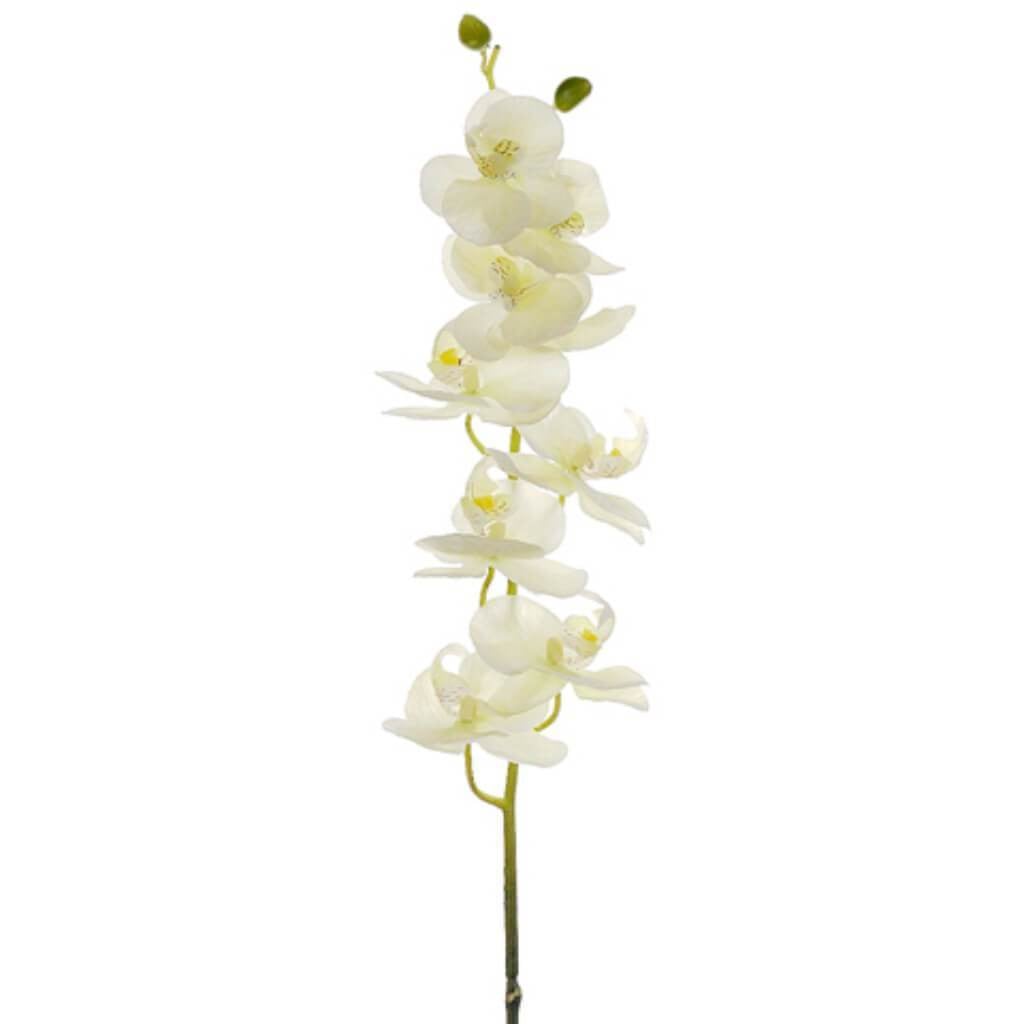 30"Phalaenopsis Spray Cr/Gr 