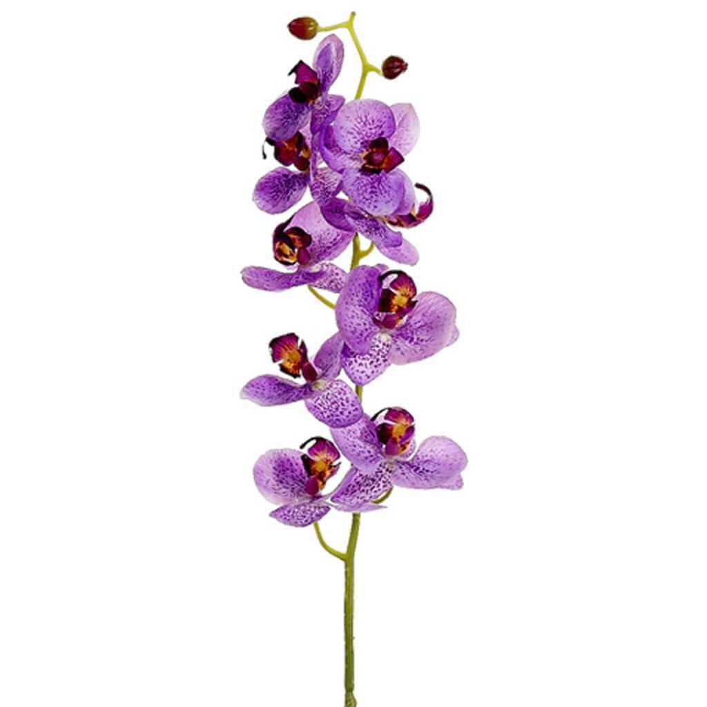 30"Phalaenopsis Spray Oc/Ll 